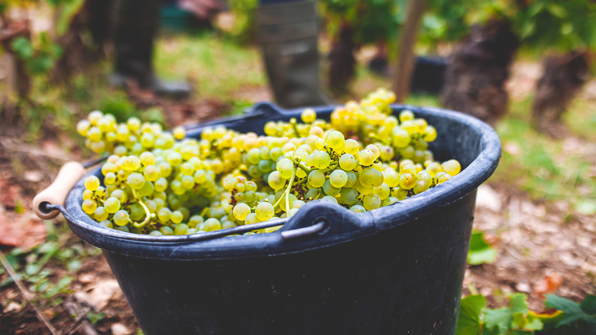 Vendanges en Bourgogne