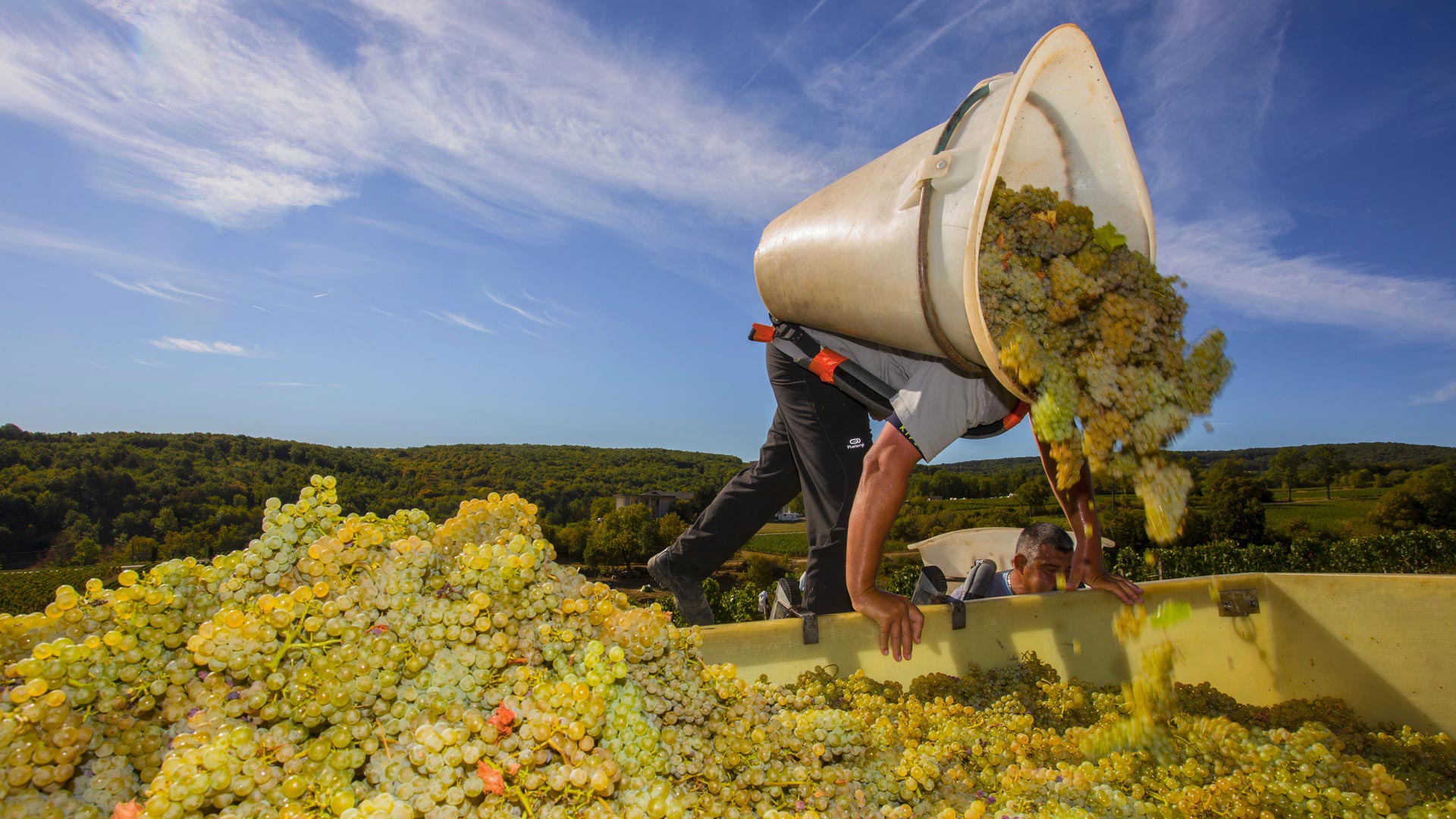 Vendanges en Bourgogne